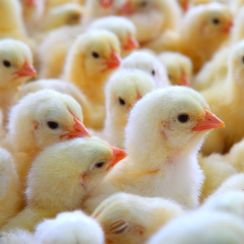 Live Broiler Chicks, Feature : Disease-free