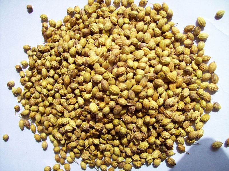 Coriander seeds, for Cooking, Restaurants, Packaging Type : PP Bags