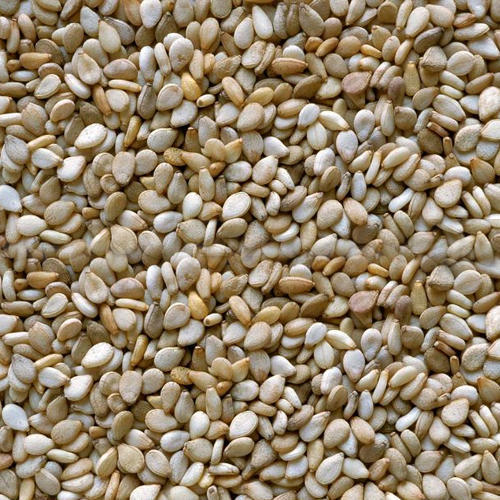 Organic sesame seeds, Shelf Life : 1year