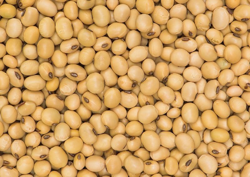 Organic soybean seeds, Shelf Life : 3 Months