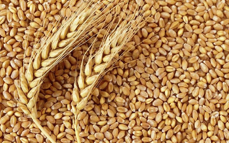 Wheat Seeds