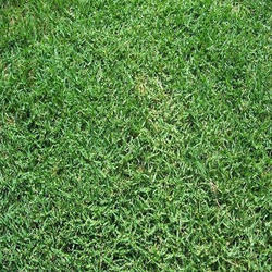 Bermuda Grass Carpet
