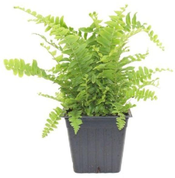 Fern Plant, for Decoration, Feature : Fast Growth, Longer Shelf Life