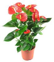 Flamingo Flower Plant