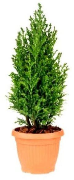 Juniper Plant