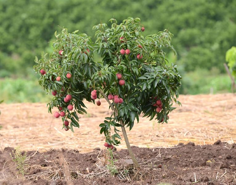 Litchi Plant, for Agriculture, Nursery Use, Length : 0-10ft at Best ...