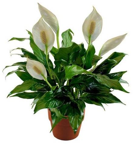 Peace Lily Plant