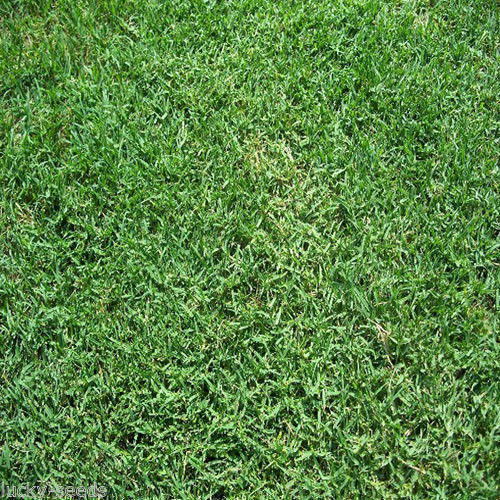 Selection 1 Grass Carpet