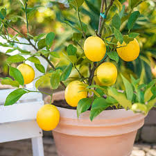 Sweet Lime Plant