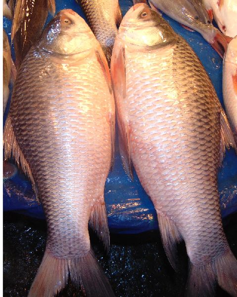 Fresh Katla Fish, for Cooking, Packaging Type : Plastic Crates, Carton Box