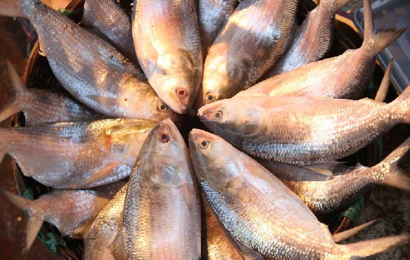 Fresh Malli Fish