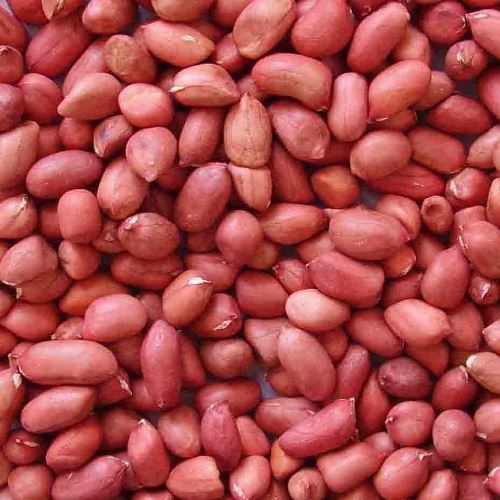 Raw Common Peanut Kernels, for Cooking Use, Making Oil, Packaging Type : PP Bags