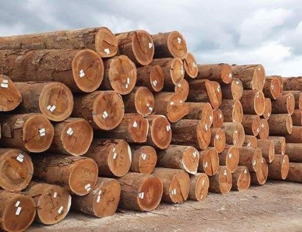 Teak Wood Logs, Feature : Accurate Dimension, High Strength