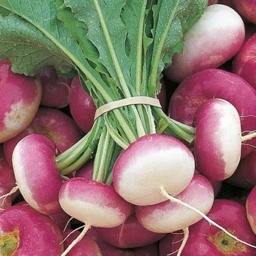 Fresh Turnip, Packaging Type : Jute Bags