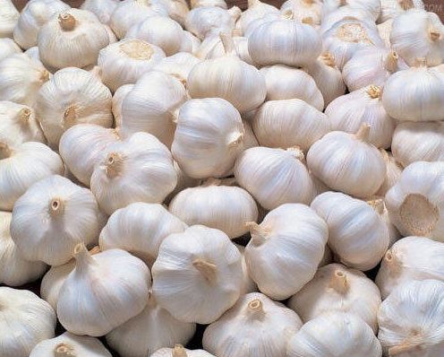 Organic fresh garlic, for Cooking, Fast Food, Snacks, Packaging Type : Net Bags