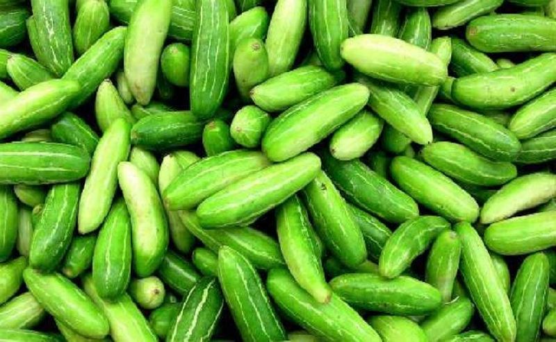 Organic Fresh Ivy Gourd, for High Nutritive Value, Packaging Size : 25 Kg