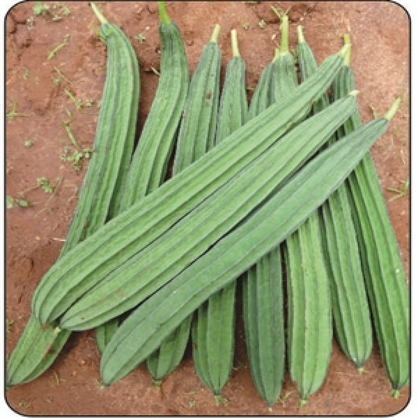 Fresh Ridge Gourd