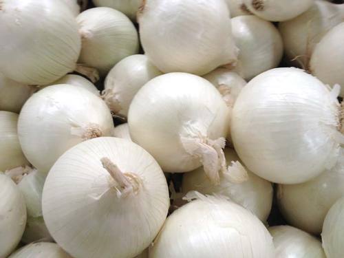 Organic Fresh White Onion, Packaging Type : Net Bags