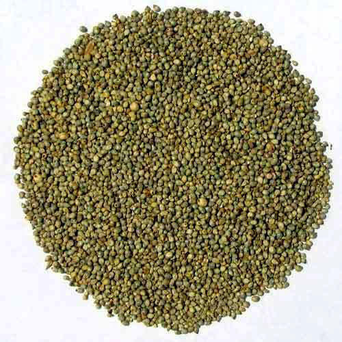 Organic Pearl Millet Seeds, for Cattle Feed, Cooking, Packaging Type : Plastic Bag