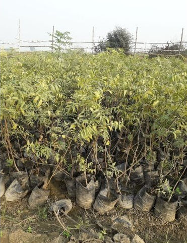 Neem Plant, for Outdoor Use