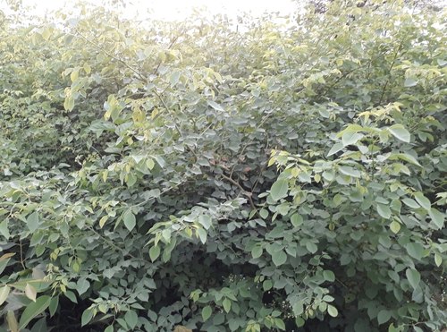 Sheesham Plant, Color : Green