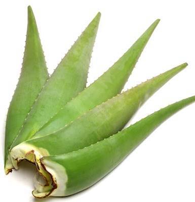 Organic Herbal Aloe Vera Leaves, for Cream, Gel, Juice, Soap, Feature : Easy To Grow, Good Quality
