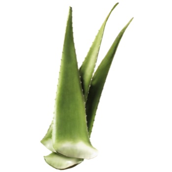 Organic Raw Aloe Vera Leaves, for Cream, Gel, Juice, Soap, Feature : Easy To Grow, Good Quality