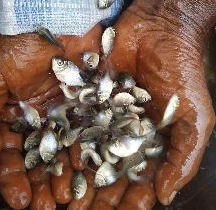 Rupchanda Nutter Fish Seeds, Packaging Type : Pp Bag