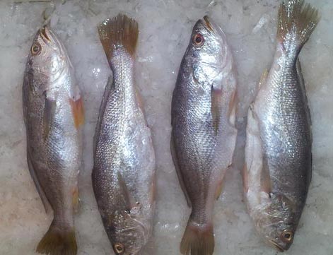 Silver Croaker Fish, Style : Frozen