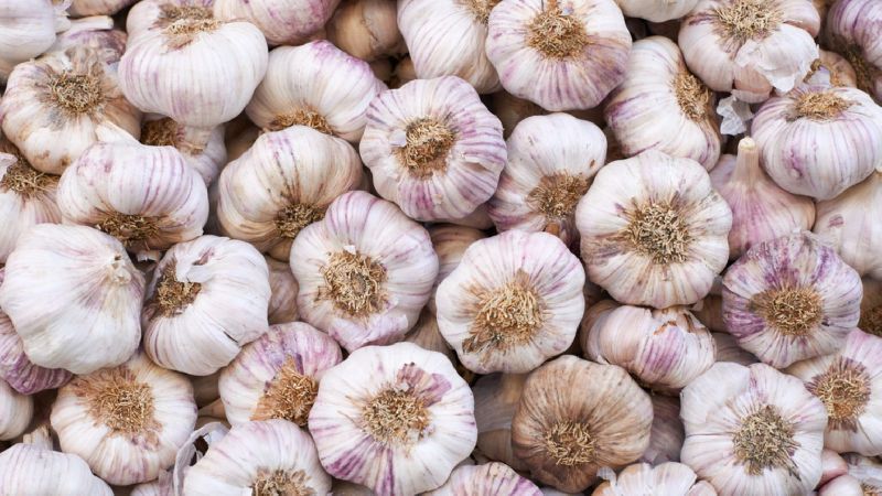 Organic fresh garlic, Color : White