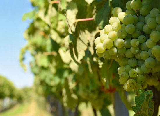 Organic Fresh Green Grapes