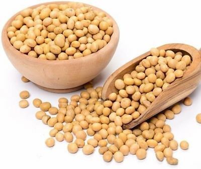 Hybrid Soybean Seeds