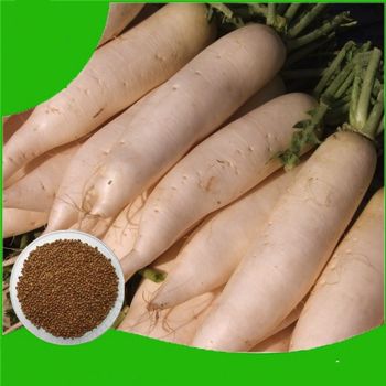 Japanese Radish Seeds