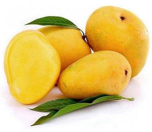 Fresh mango, Packaging Type : 3 KG PER COTTON