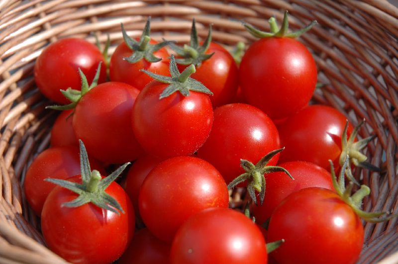 Organic Fresh Tomato, for Cooking, Packaging Type : Plastic Crates