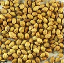 Chefs Choice coriander seeds, for Agriculture, Cooking, Packaging Size : 250gm, 500gm, 1 Kg