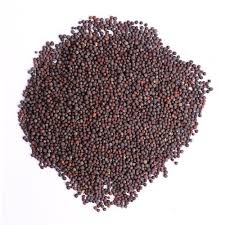 Chefs Choice Mustard Seeds, Packaging Size : 250gm, 500gm, 1 Kg