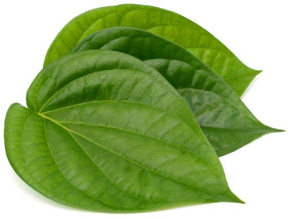 Common betel leaf, Style : Fresh