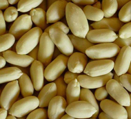 Organic Blanched Peanuts, for Direct Consumption, Home, Industrial, Restaurant, Packaging Type : Plastic Packets