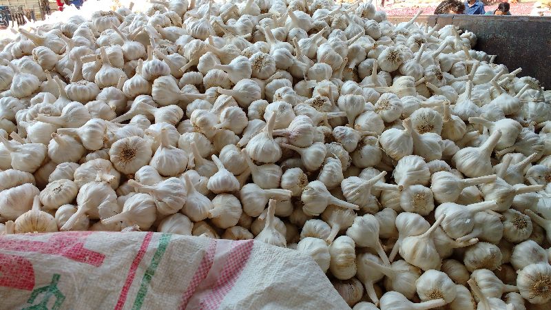 Natural Garlic, for Cooking, Human Consumption, Size : 33 To 37 Mm