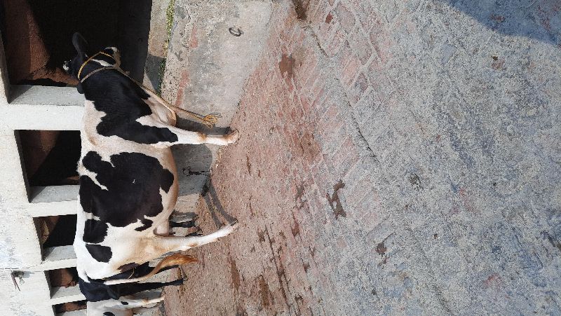hf dairy cow