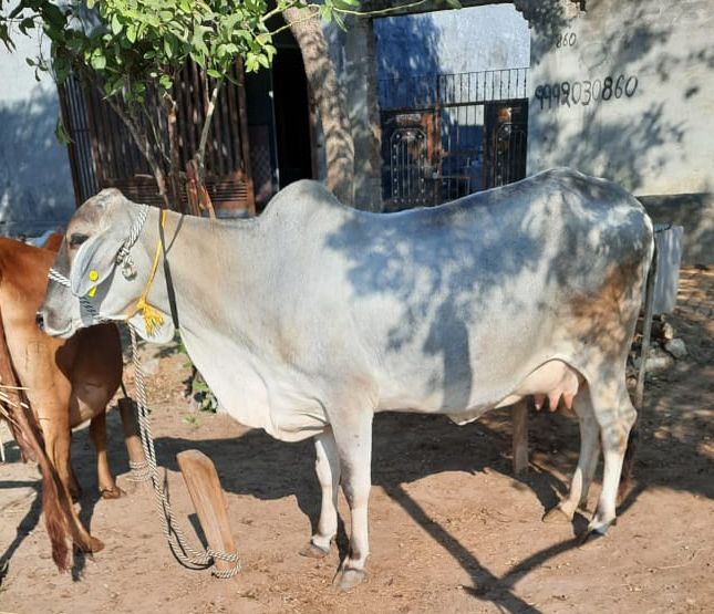 Tharparkar Cow, Color : White