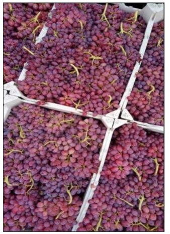 Fresh Red Grapes