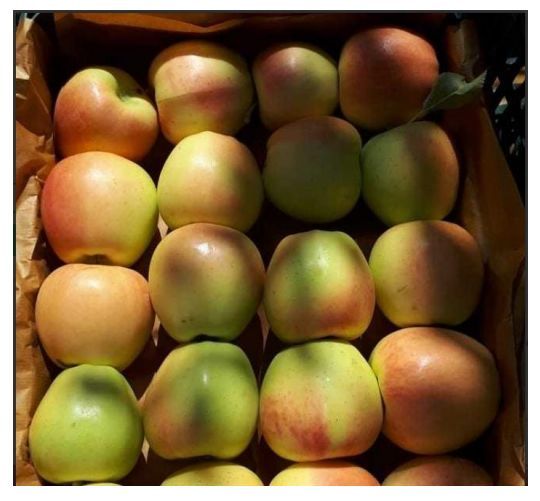 Lebanon Yellow Apple