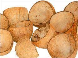 Brown Coconut Shell