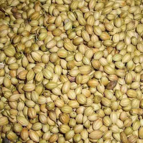 Organic coriander seeds, Feature : Healthy, Natural Taste