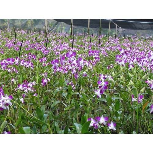Electric 100-1000kg Orchid Tissue culture Plant, Voltage : 110V, 580V