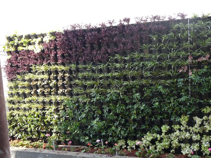 Plant Option Oxy Green Wall Indoor, Outdoor Wall Garden