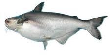 Live Basa Fish 1kg