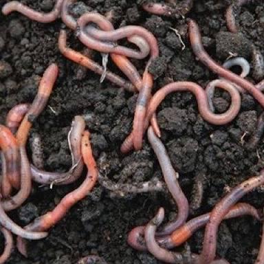 Earthworm Vermicompost